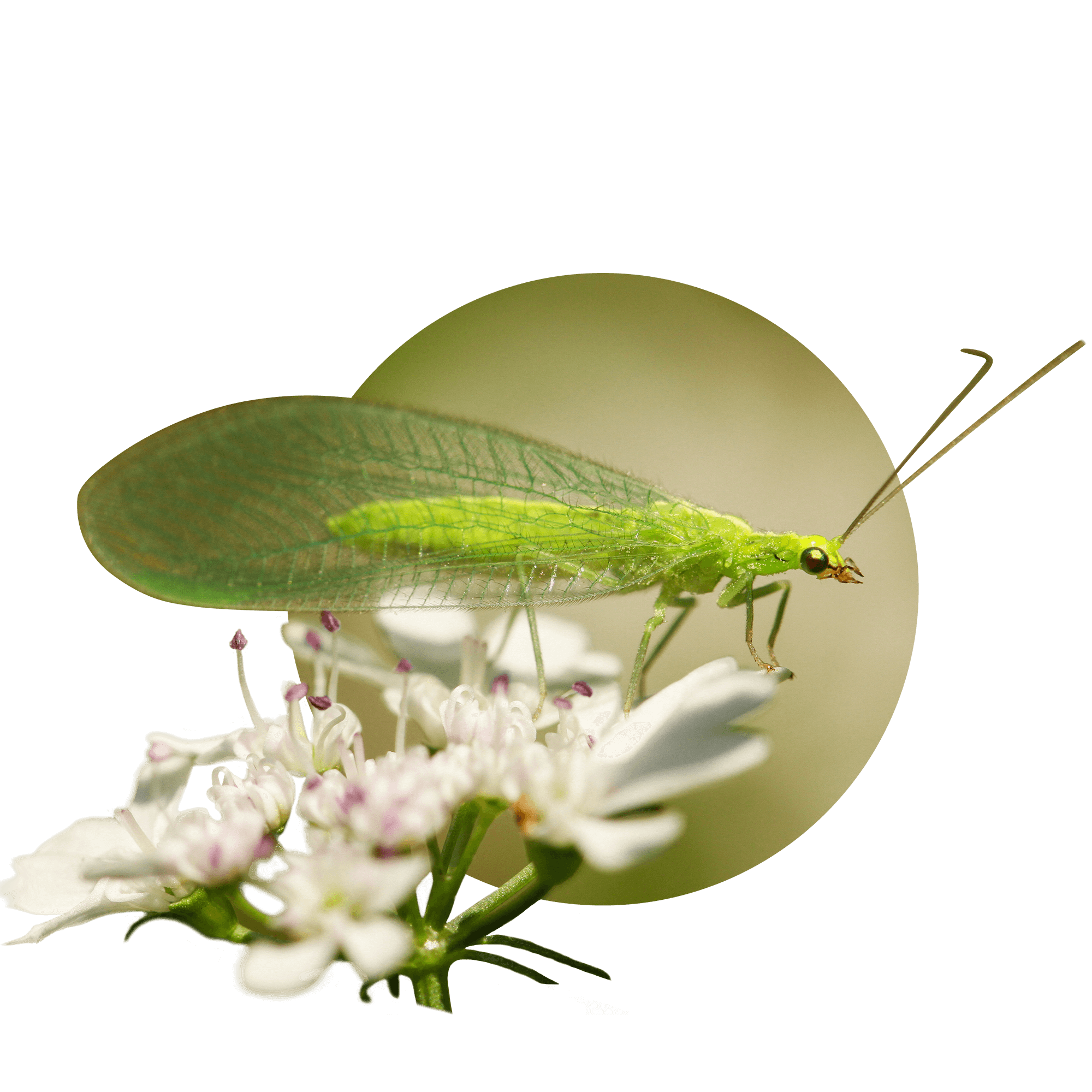 Florfliege