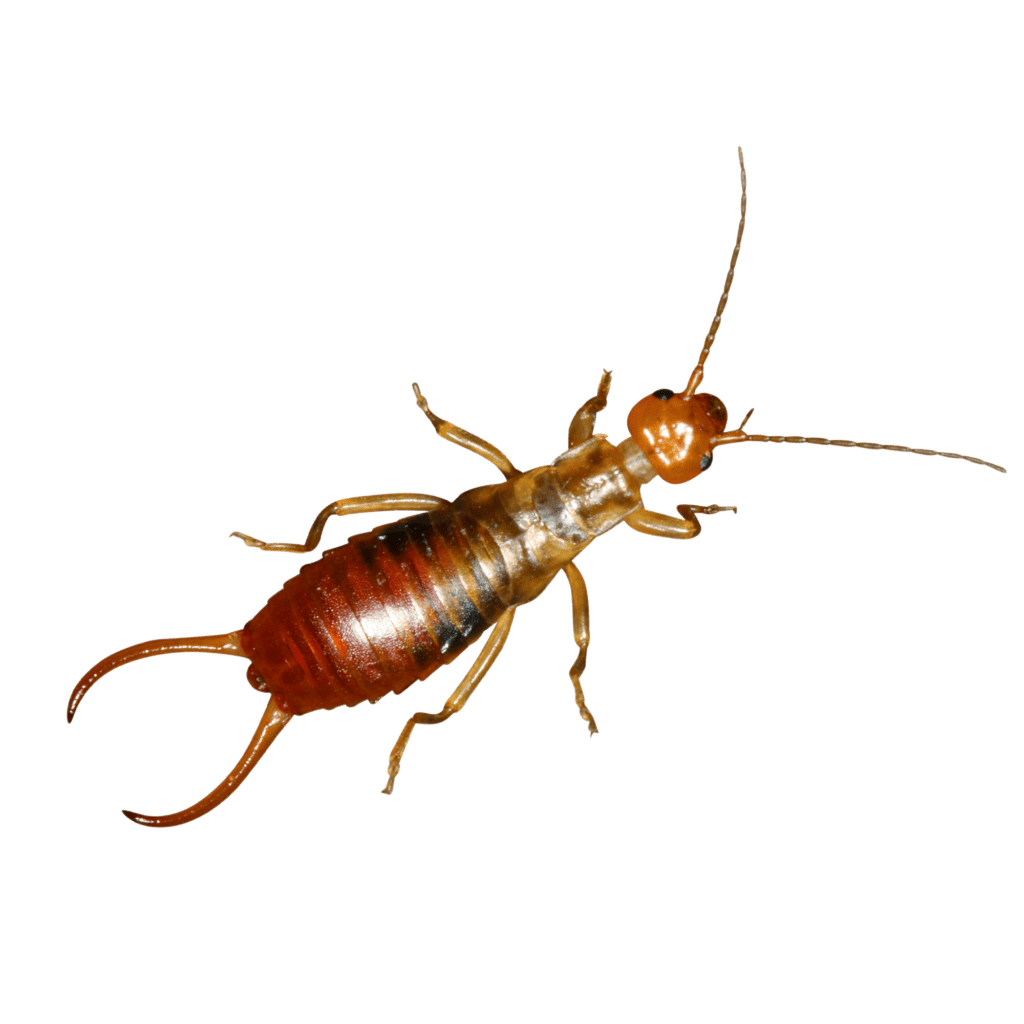 Gemeiner Ohrwurm NABU Insektentrainer
