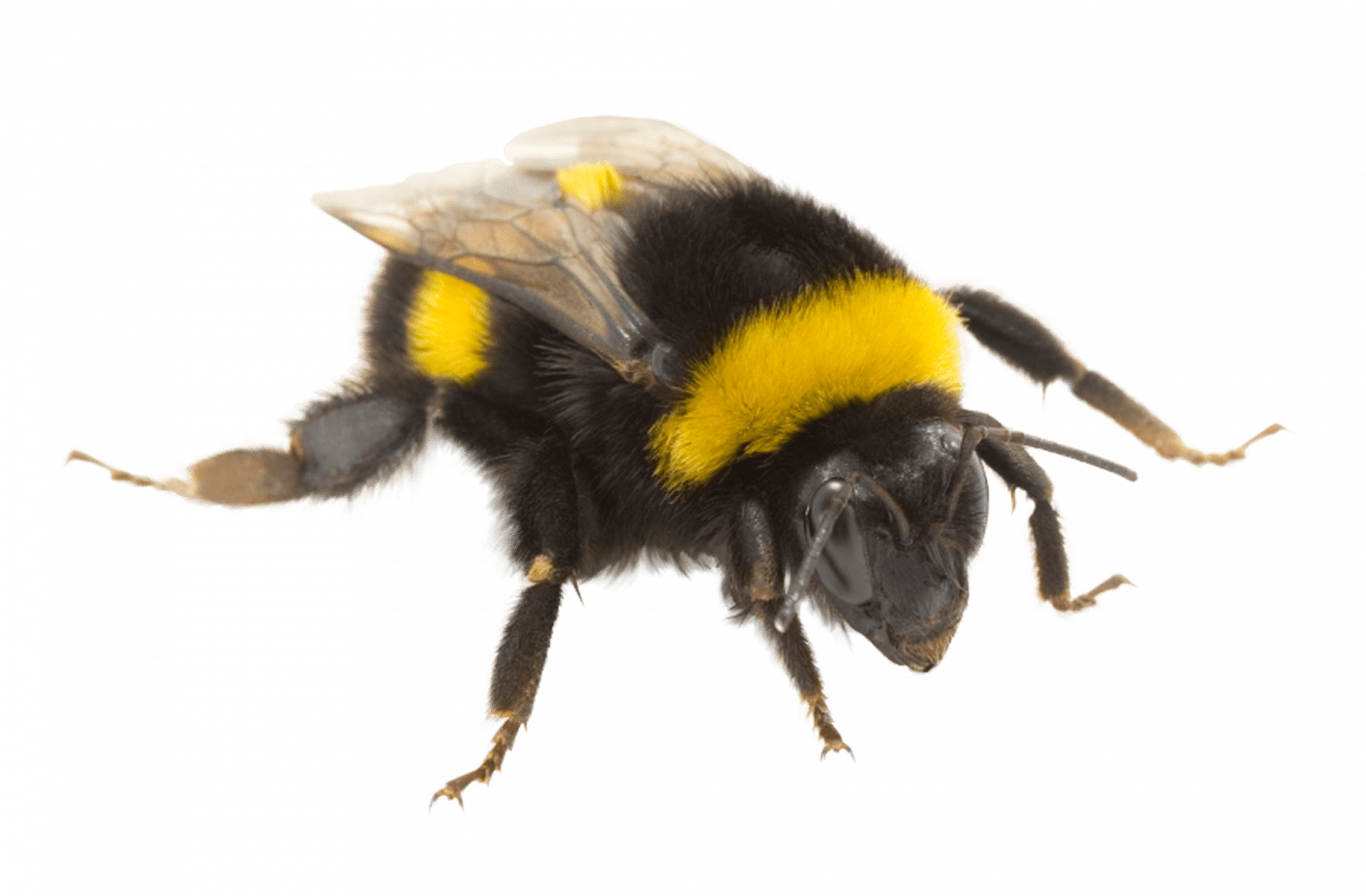 Erdhummel NABU Insektentrainer